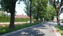 Minoga. Aleja kasztanowa